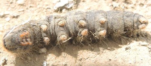 Lemonia taraxaci